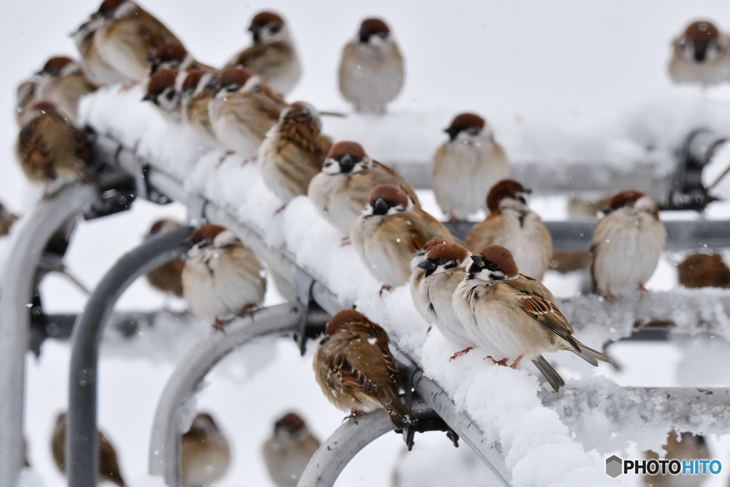 スズメ　雪の日