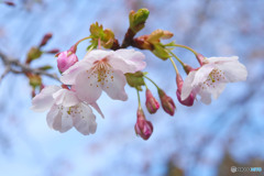 大漁桜