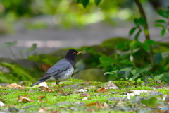 クロツグミ