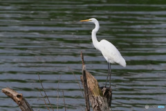ダイサギ