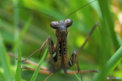 コカマキリ