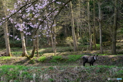 ニホンカモシカ