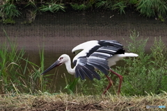 コウノトリ