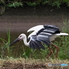 コウノトリ