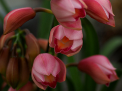 Cymbidium