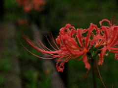 PENTACON50㎜ F1.8 MC