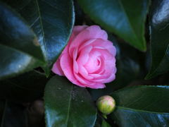 日比谷花壇大船フラワーセンター