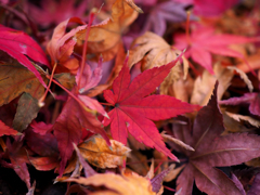 紅葉