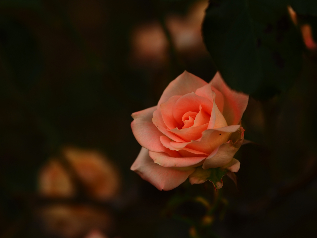 冬薔薇