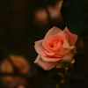 冬薔薇