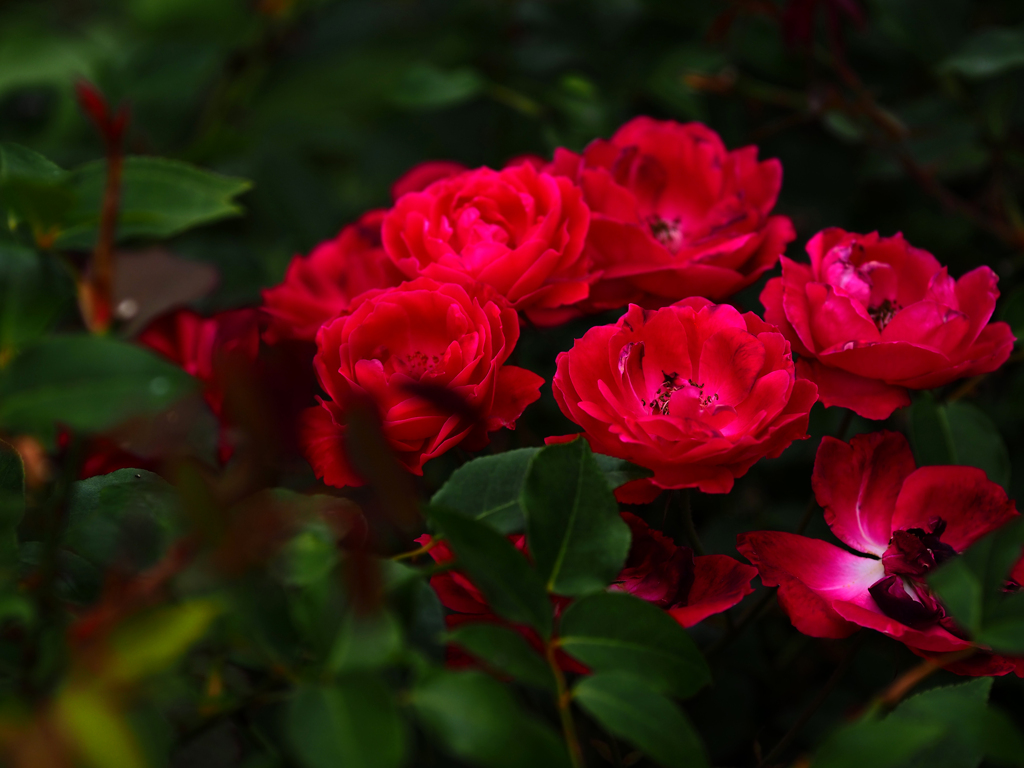 薔薇