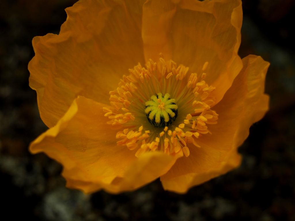 PENTACON50㎜ F1.8 MC