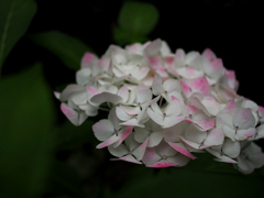 薄紅紫陽花