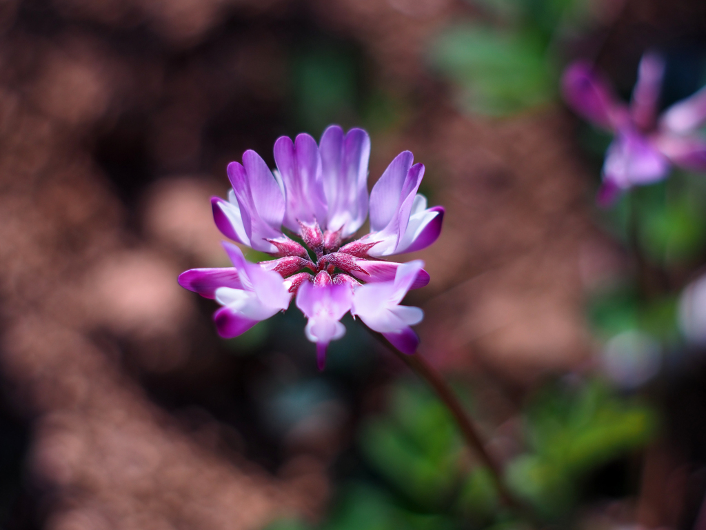 PENTACON50㎜ F1.8 MC