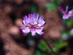 PENTACON50㎜ F1.8 MC