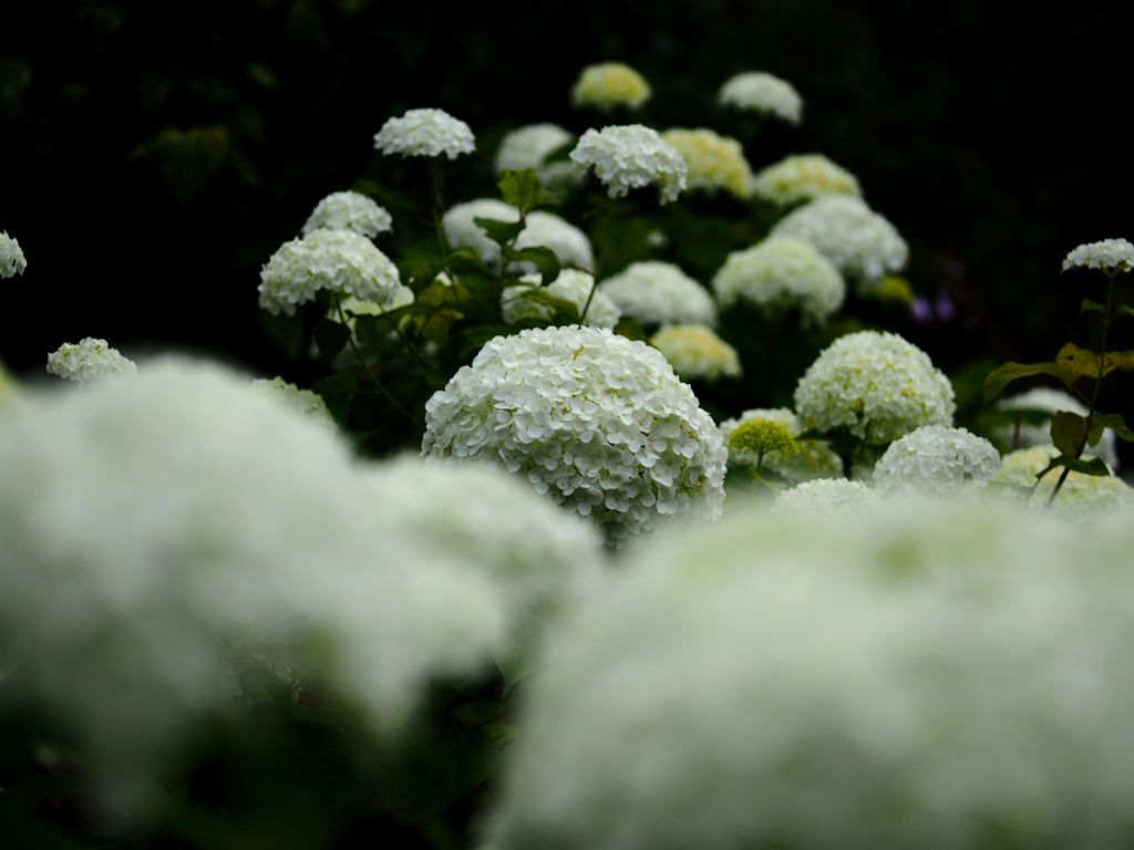 hydrangea