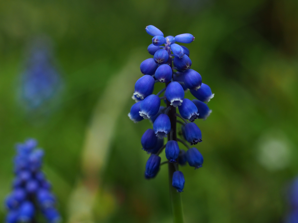 PENTACON50㎜ F1.8 MC