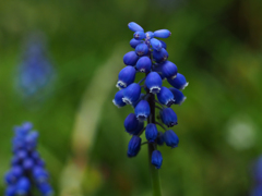 PENTACON50㎜ F1.8 MC