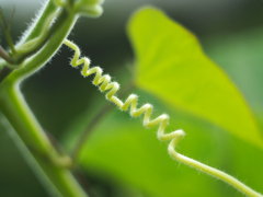 PENTACON50㎜ F1.8 MC