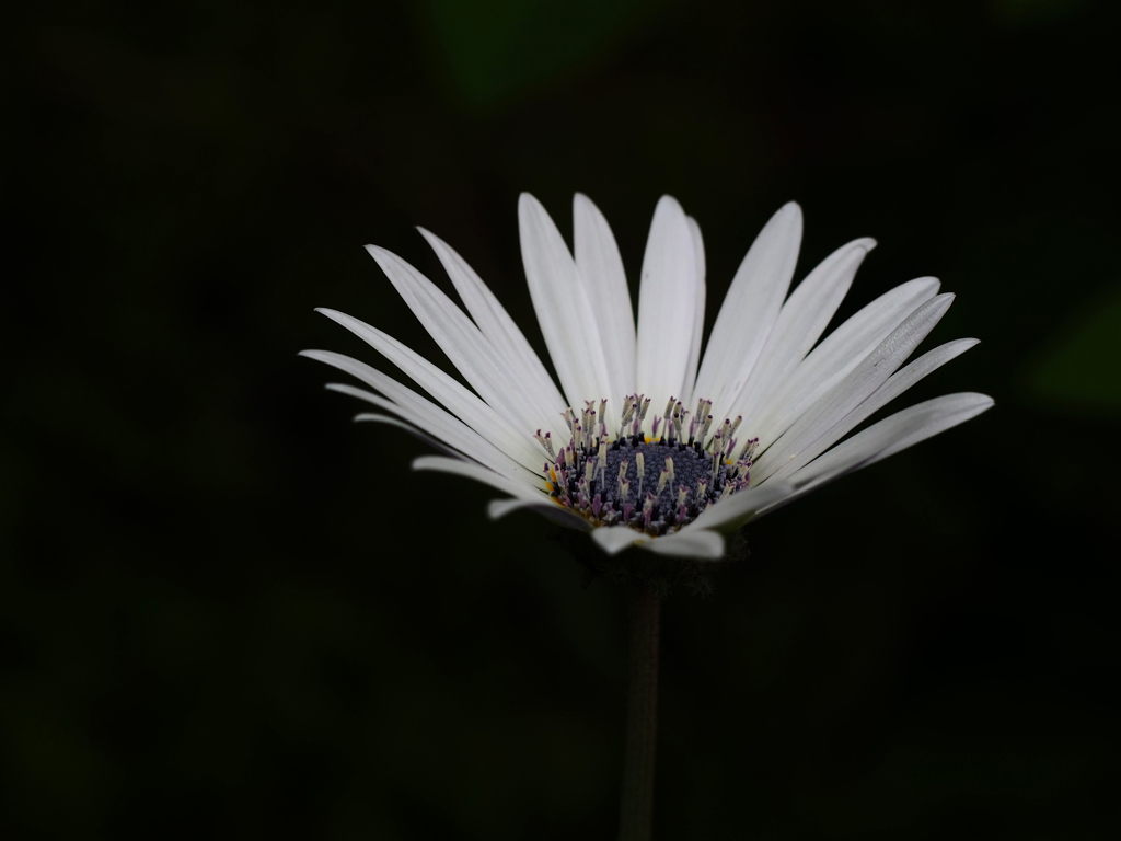 PENTACON50㎜ F1.8 MC