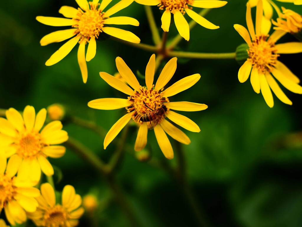 PENTACON50㎜ F1.8 MC