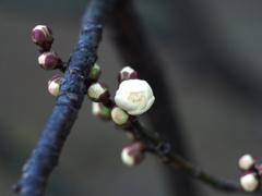 PENTACON50㎜ F1.8 MC