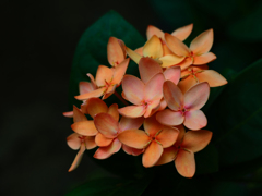 PENTACON50㎜ F1.8 MC