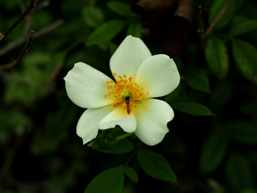 PENTACON50㎜ F1.8 MC