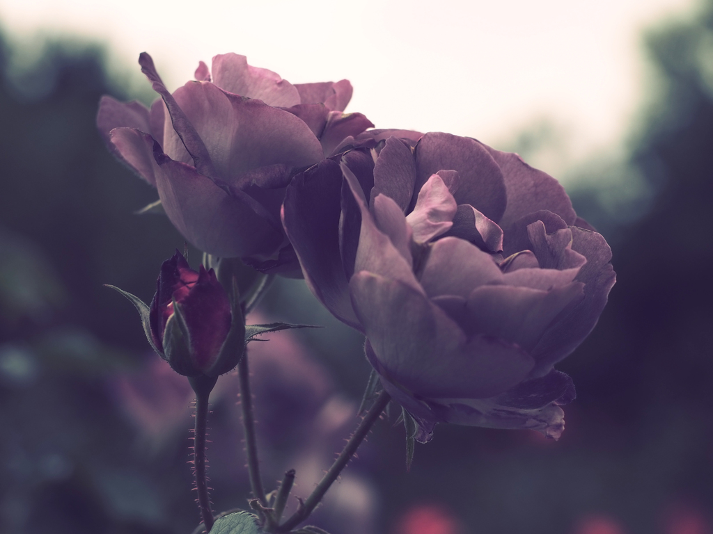 PENTACON50㎜ F1.8 MC