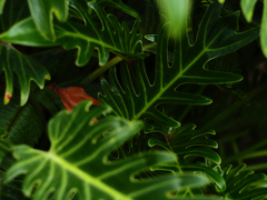 PENTACON50㎜ F1.8 MC PENTACON50㎜ F1.8 MC