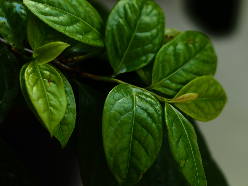 PENTACON50㎜ F1.8 MC