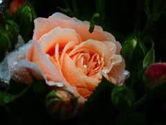春薔薇