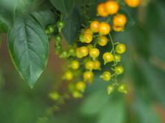 PENTACON 50㎜ F1.8 MC