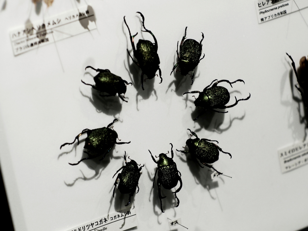 MC JUPITER-9 85㎜ F2.0