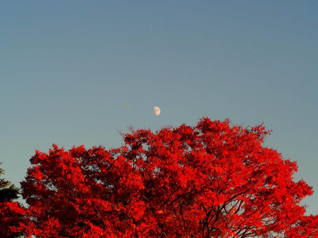 PENTACON50㎜ F1.8 MC