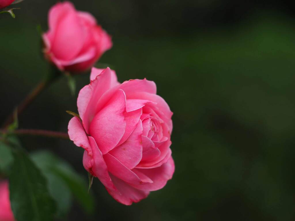 PENTACON50㎜ F1.8 MC