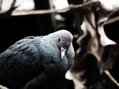 烏鳩