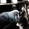 烏鳩