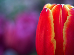 PENTACON50㎜ F1.8 MC