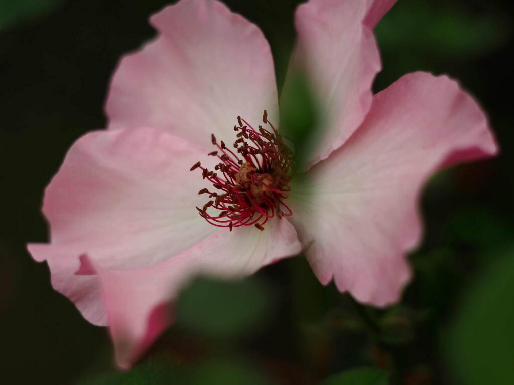 PENTACON50㎜ F1.8 MC