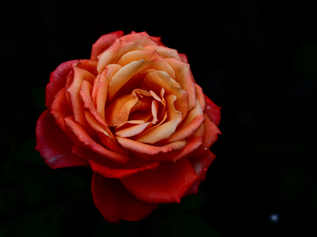 PENTACON50㎜ F1.8 MC