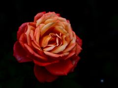 PENTACON50㎜ F1.8 MC