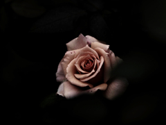秋薔薇