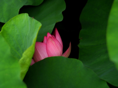 PENTACON50㎜ F1.8 MC