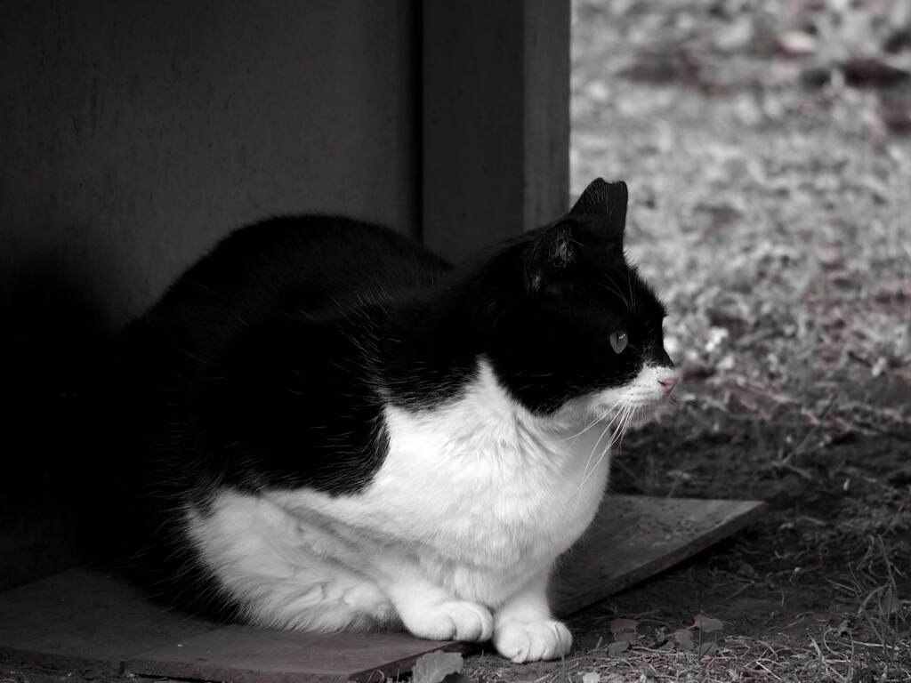 猫