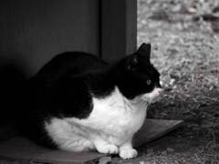 猫