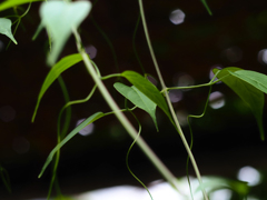 PENTACON50㎜ F1.8 MC