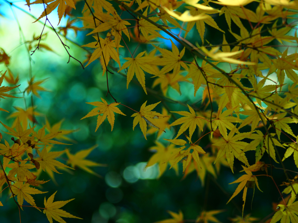 Sonnar135㎜ F4 エキザクタマウント