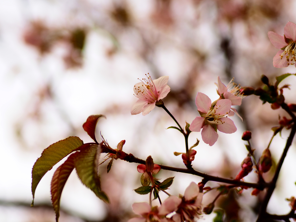 ヒマラヤザクラ