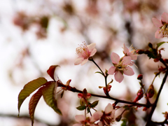 ヒマラヤザクラ